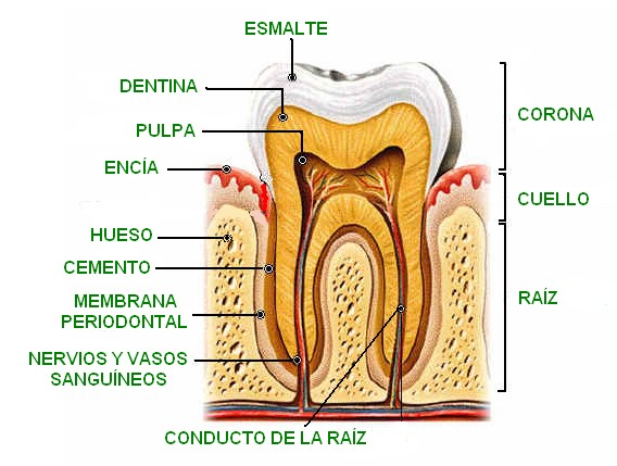 anatomia_de_un_diente